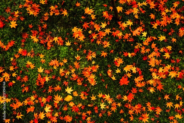 Obraz 紅葉のじゅうたん