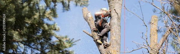 Obraz Baumfäller sägt in luftiger Höhe einen Stamm durch