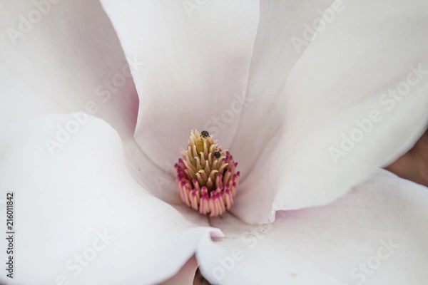 Obraz Magnolie und kleine Käfer