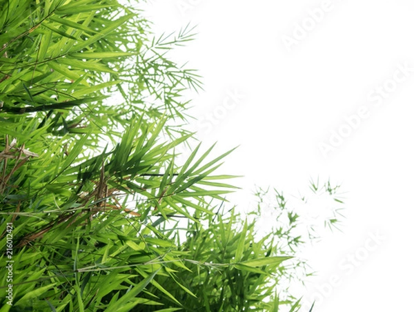Obraz Bamboo leaves isolated on white background