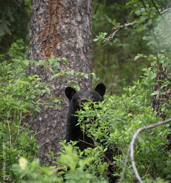 Obraz A curious black bear peeking though the trees