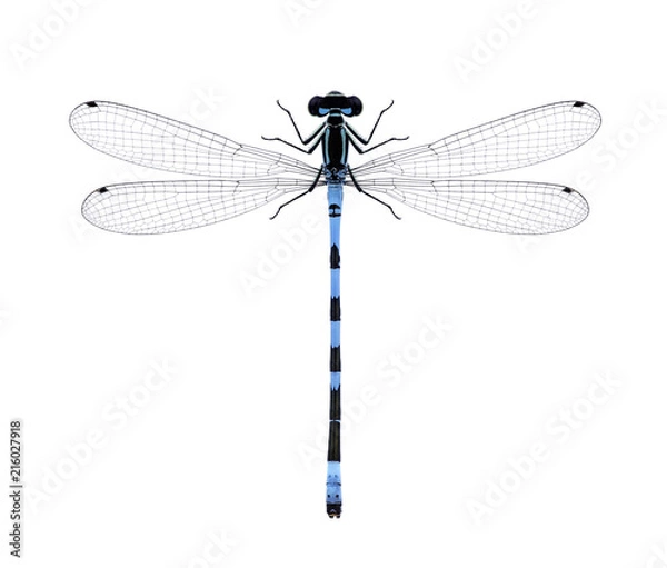 Obraz Damselfly Coenagrion hastulatum na białym tle