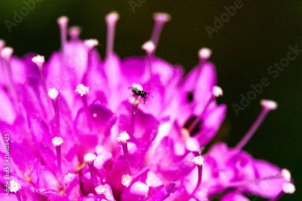 Obraz OLYMPUS DIGITAL CAMERA