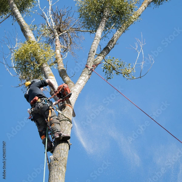 Obraz Baumkletterer sägt die Krone eines abgestorbenen Baumes ab