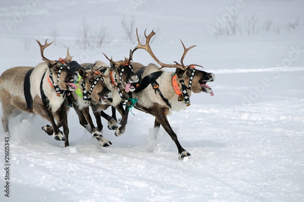 Obraz Reindeer race