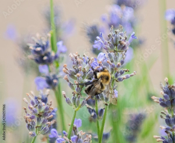 Fototapeta Honeybees collecting pollen