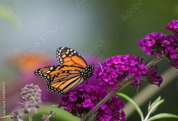 Fototapeta Monarch Butterfly on Flower