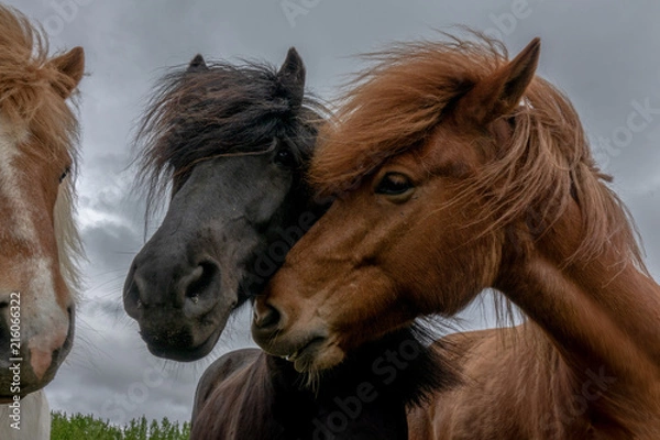 Obraz Icelandic horse