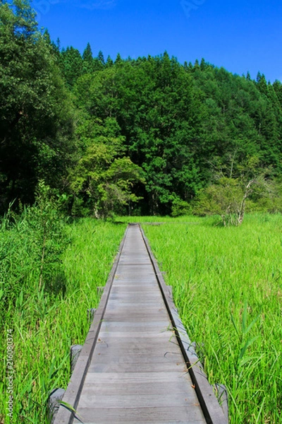 Fototapeta 親海湿原