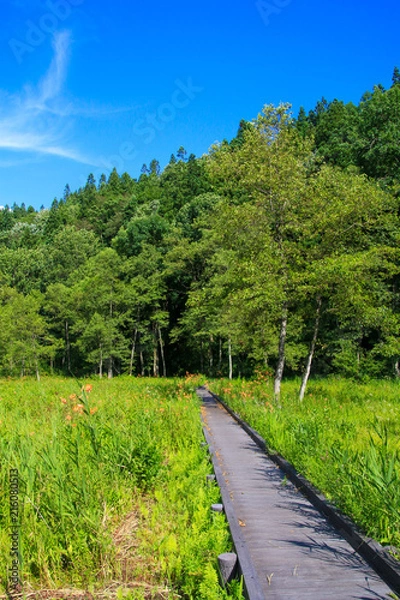 Fototapeta 親海湿原