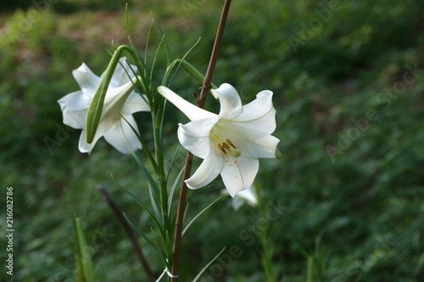 Obraz シンテッポウユリ