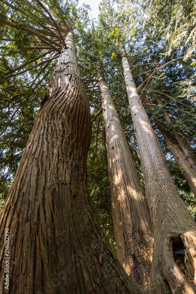 Fototapeta tall cider and red wood trees inside forest 