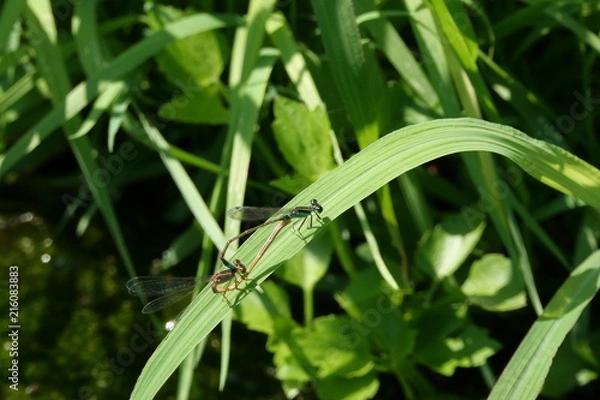 Obraz アオモンイトトンボのペア