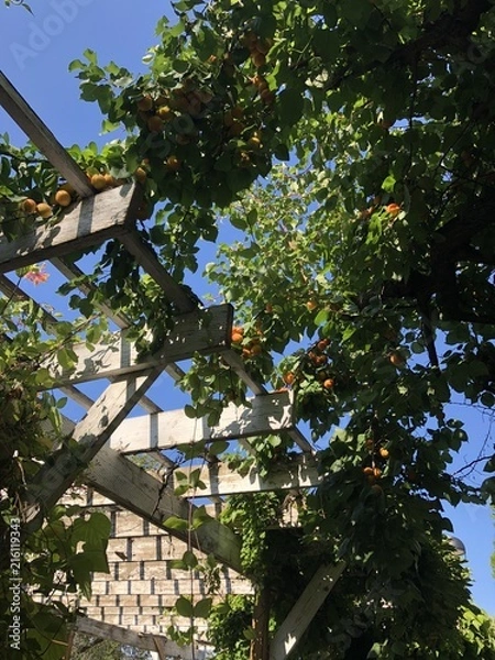 Obraz Horticulture garden