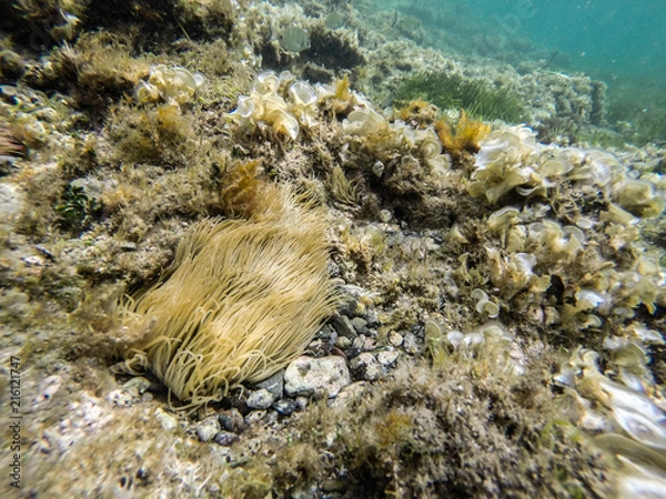 Fototapeta Sea bottom.