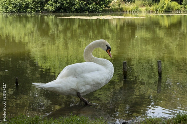 Obraz Swan at the edge of a lake