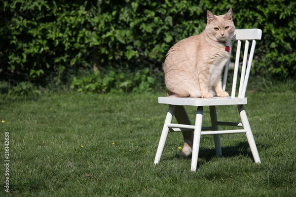Fototapeta cat is sitting on a chair in the garden and watching
