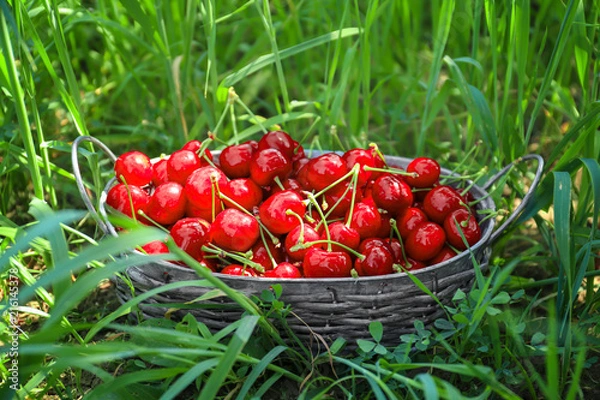 Obraz Basket with sweet ripe cherries on green grass