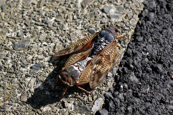 Obraz Copulation of Semi