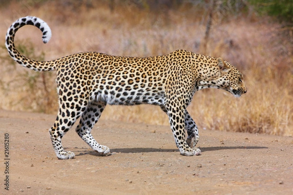 Fototapeta Leopard walking on the road