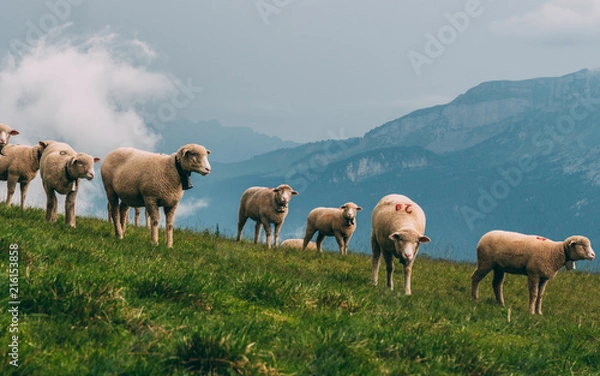 Fototapeta sheeps on a mountain farm on a cloudy day the swiss alps brienzer rothorn switzerland