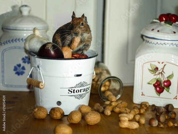 Obraz Cute little mouse in a storage pot of food with nuts and onion