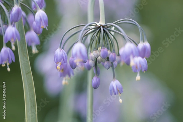 Fototapeta Blüte der Wilden Zwiebel ( allium cernuum ),auch bekannt als Nickender Lauch