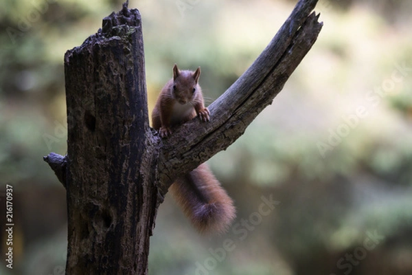 Obraz nieuwsgierige eekhoorn