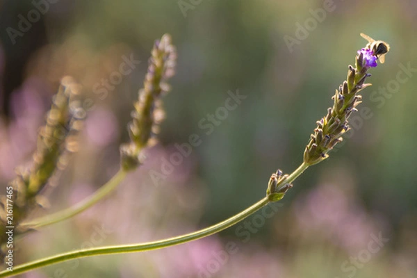 Fototapeta Abelhas e Lavandas francesas