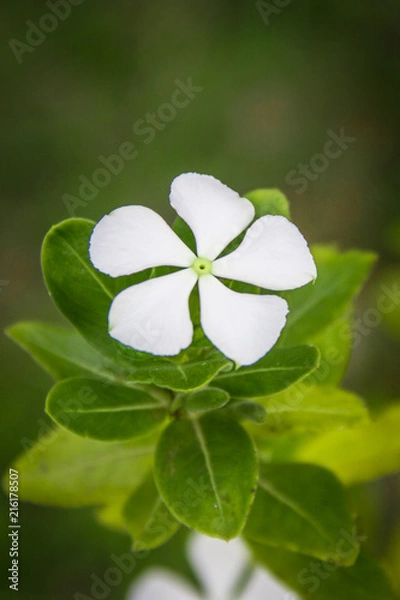 Fototapeta White Flower