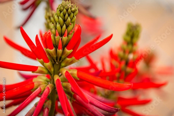 Fototapeta Mão do Diabo