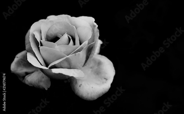 Fototapeta Art photo rose petals isolated on the black natural blurred background with clipping path. Closeup. For design, texture, background. Nature.