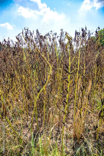 Obraz vertrocknetes Feld
