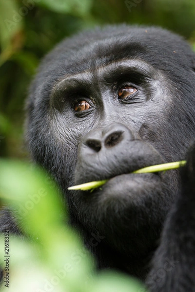 Obraz Gorilla di montagna (gorilla beringei beringei) nel parco nazionale di Bwindi in Uganda