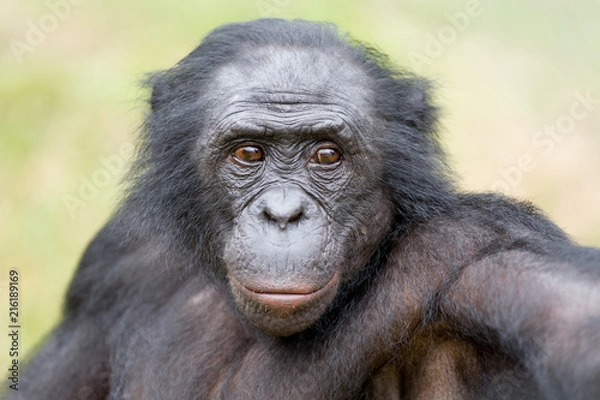 Obraz Scimmia primate Bonobo Pan Paniscus nella riserva in Repubblica Democratica del Congo