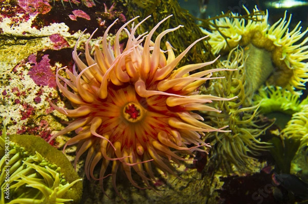 Obraz Fish Eating Anemone