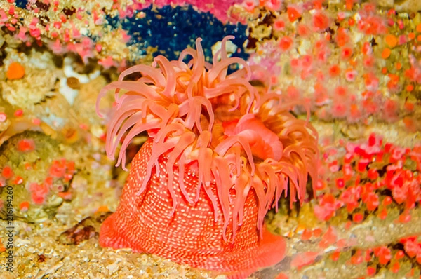 Obraz Fish-eating Anemone