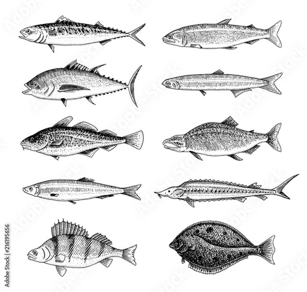Obraz River fish. Perch or bass, Seafood for the menu. Scomber or mackerel, beluga and sturgeon, lake. Sea creatures. Freshwater aquarium. Engraved hand drawn in old vintage sketch. Vector illustration.