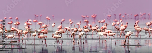 Obraz Fenicotteri rosa e fenicotteri minori a Lake Natron in Tanzania