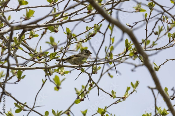 Obraz Moucherolle Flycatcher, Cap Tourmente Québec Canada