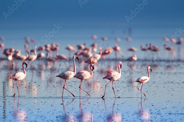 Obraz Różowe flamingi i mniejsze flamingi nad jeziorem Natron w Tanzanii