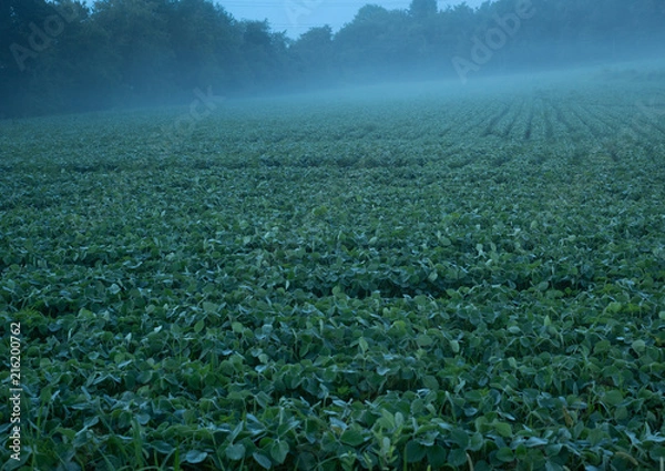 Obraz soybeans at night