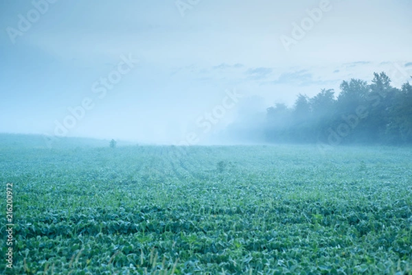 Obraz soybeans and fog