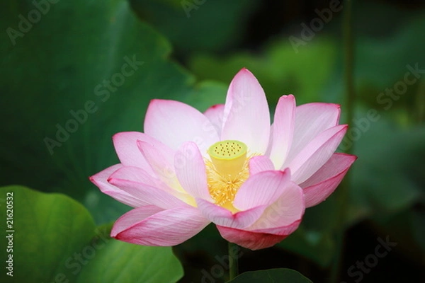 Obraz 蓮 (東京・上野不忍池)