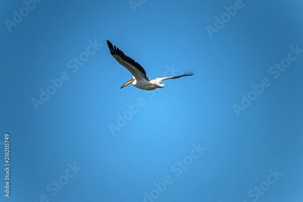 Fototapeta Pelecanus onocrotalus