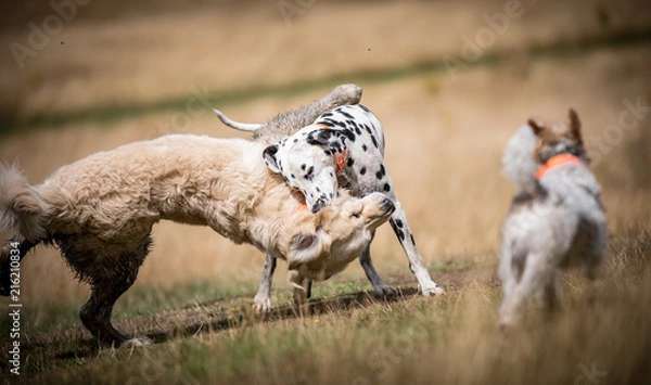 Obraz Dogs at Play