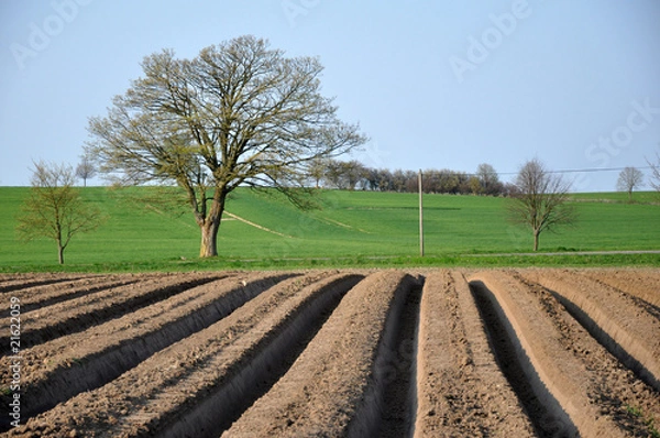 Fototapeta Baum und Acker