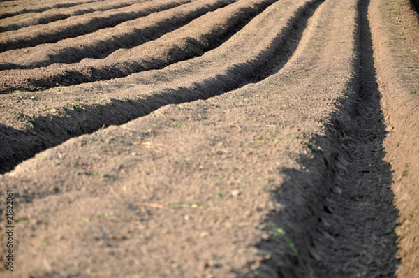 Fototapeta Furchen Acker