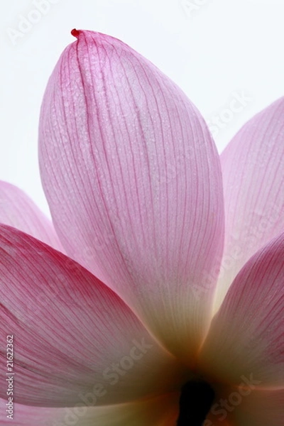 Obraz 蓮 (東京・上野不忍池)