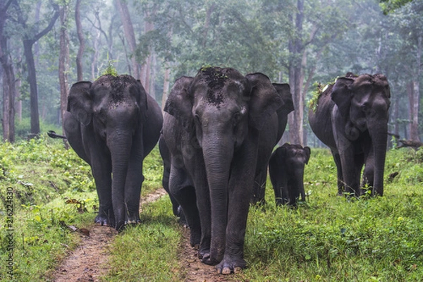 Obraz Elephant Family